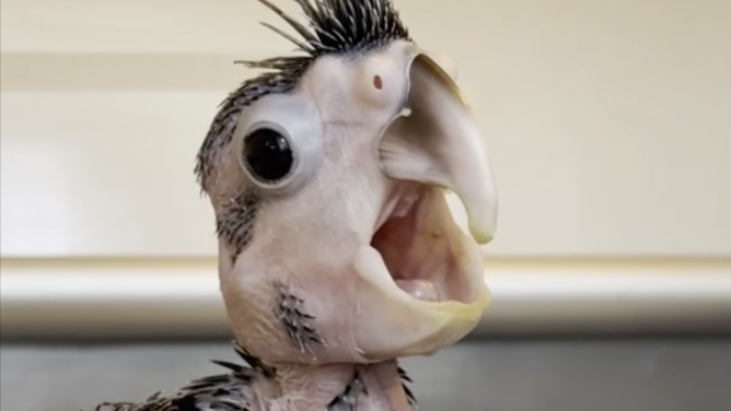 Baby black palm cockatoo screeching.
